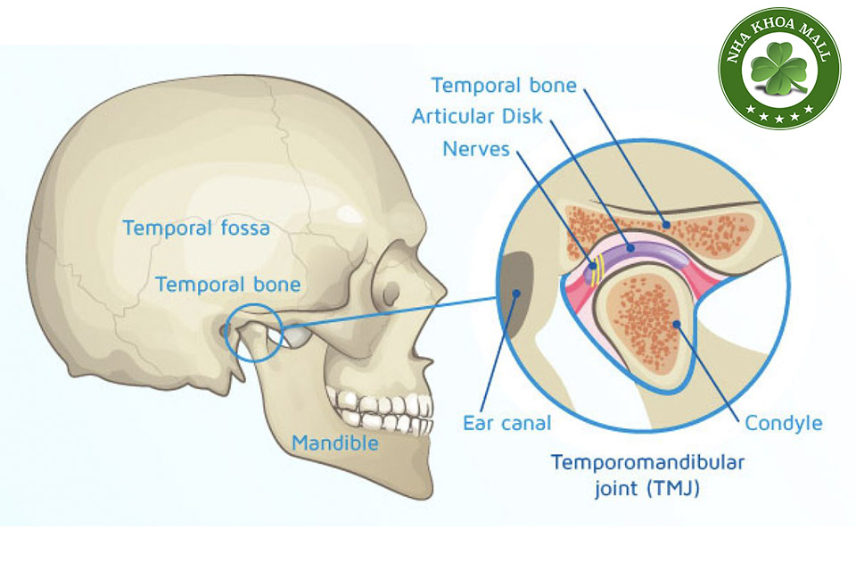 Khớp Thái Dương Hàm TMJ: Cấu Trúc và Vai Trò Trong Điều Trị Nha Khoa