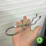 Kềm đặt kẹp đê cao su Rubber Dam Clamp Plier Osung RDPL1