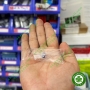 Canxi hydroxit trộn sẵn trong điều trị nội nha Calcipex II Nishika