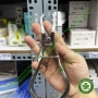 Kềm đặt và đỡ đai trám răng matrix Top BM