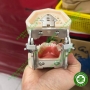 Mẫu hàm thực hành mài cùi răng