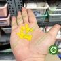 Dụng cụ đánh dấu số lần hấp của trâm máy nội nha - Bông mai đánh dấu