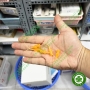 MTA nội nha - Vật liệu trám bít ống tuỷ sinh học Bio-C Sealer - Angelus