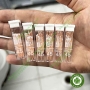 Côn gutta nội nha Diadent có vạch chia