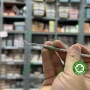 Cây nhét chỉ co nướu Pakistan - Cây