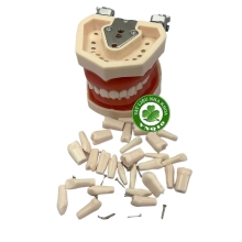 Răng thay thế cho mẫu hàm thực hành mài cùi - Túi 28 răng