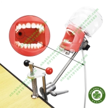 Phantom thực hành mài cùi và mổ phỏng điều trị nha khoa